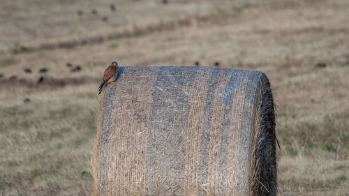 Close-up of bird perching on a land