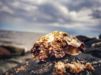 Close-up of a rock