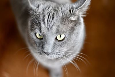 Close-up portrait of cat