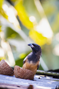 Close-up of bird perching on railing