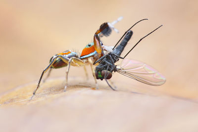 Close-up of insect