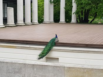 Peacock perching on wall