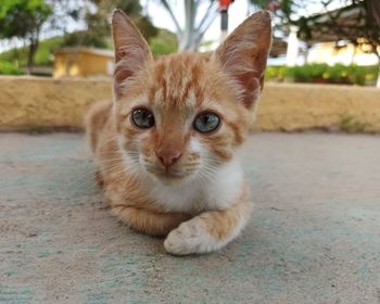 Portrait of kitten on footpath