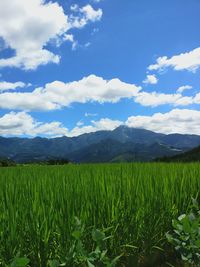 Scenic view of field against sky