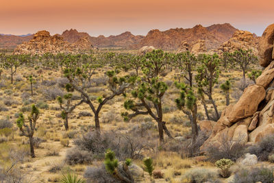 Scenic view of rocks in desert against sky