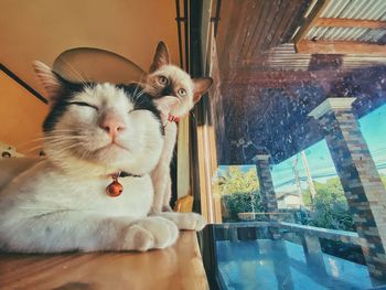 View of cat looking through window