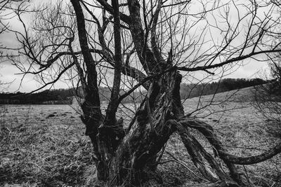 Bare tree on landscape against sky