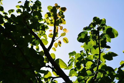 Low angle view of tree against sky