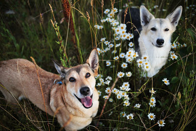 Portrait of dogs in chamomile plant meadow