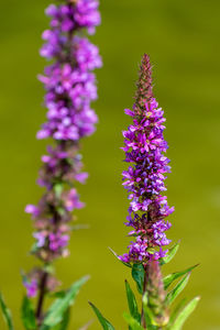 Close-up of purple flowering plant