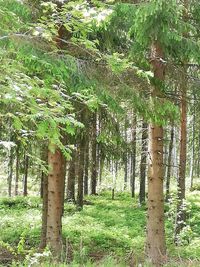 View of trees in forest