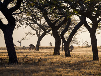 Group of impala antelope grazing between old trees, swaziland, africa