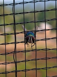 Close-up of bird perching on fence