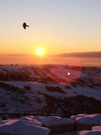 Birds flying over sea against sky during sunset