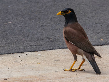 Close-up of a bird