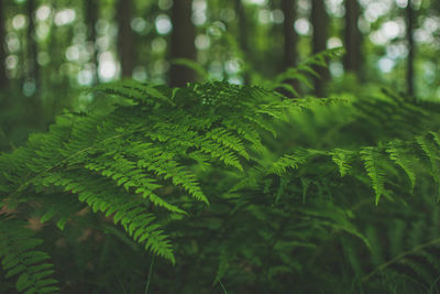 Close-up of fern in forest