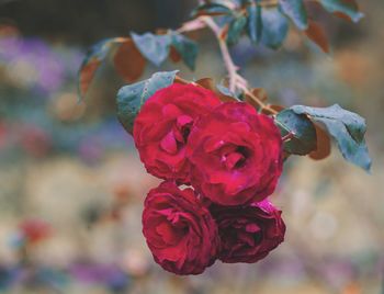 Close-up of pink rose