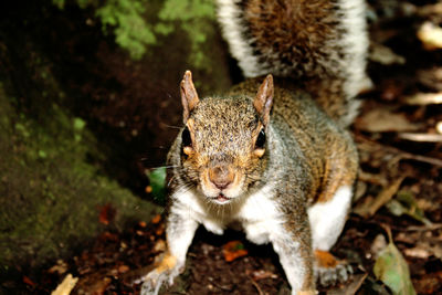 High angle view of squirrel