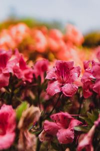 Close-up of pink flowering plants