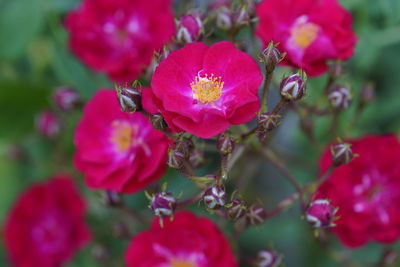 Close-up of red flowers blooming outdoors