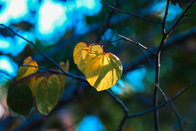 Close-up of butterfly on plant