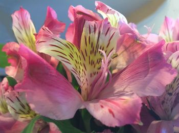 Close-up of pink flowers