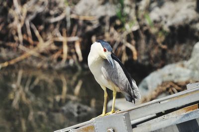 Close-up of bird perching on railing