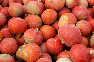 Pumpkins on the field in the countryside