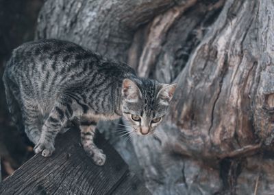 Close-up of a cat