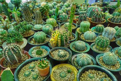 High angle view of potted plants for sale