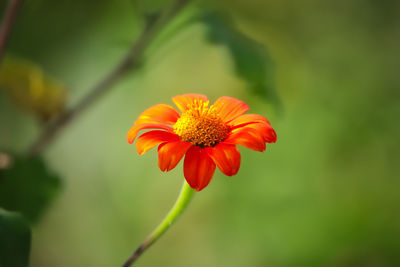 Close-up of orange flower