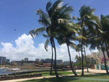 Palm trees against blue sky