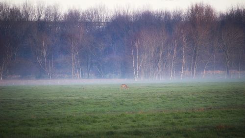 View of an animal on landscape