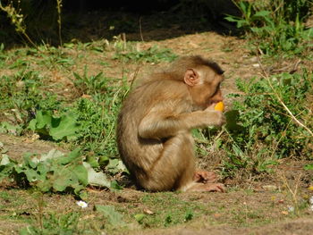 Lion sitting on land in forest