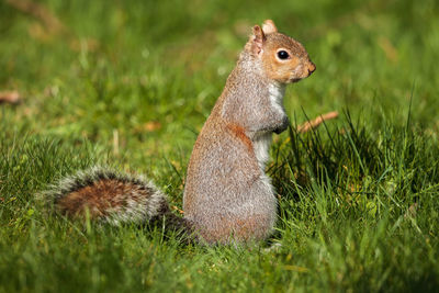 Close-up of squirrel on field