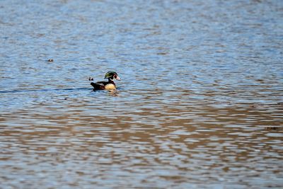 View of ducks swimming in lake