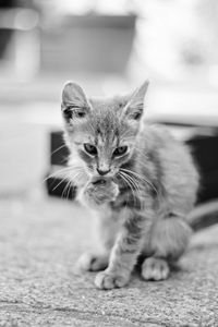 Portrait of kitten on floor