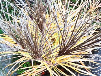 Close-up of plants