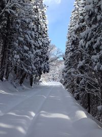 Snow covered landscape