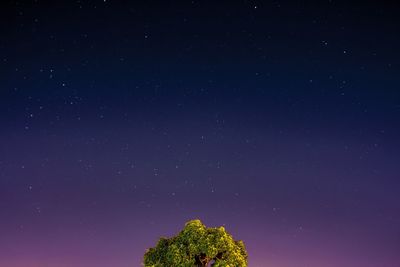 Low angle view of trees against star field at night