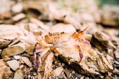 Close-up of insect on rock