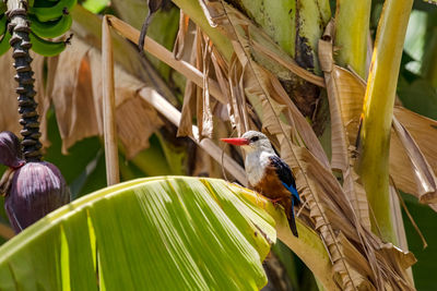 A striking kingfisher isolated on a leaf of a banana tree, cape verde islands