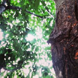 Low angle view of tree trunk in forest