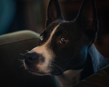 Close-up portrait of dog