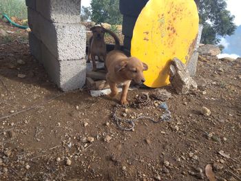 Dog standing outdoors