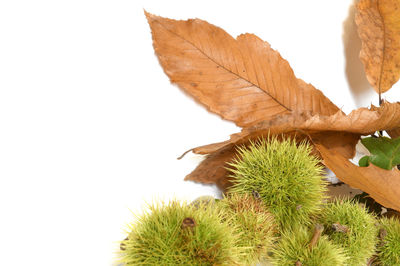 Close-up of plant against white background