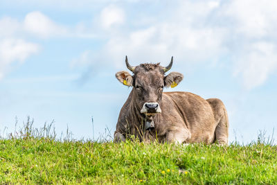 Alpine cow laying in a field of wildflowers in the scenic mountain top in the alps of austria