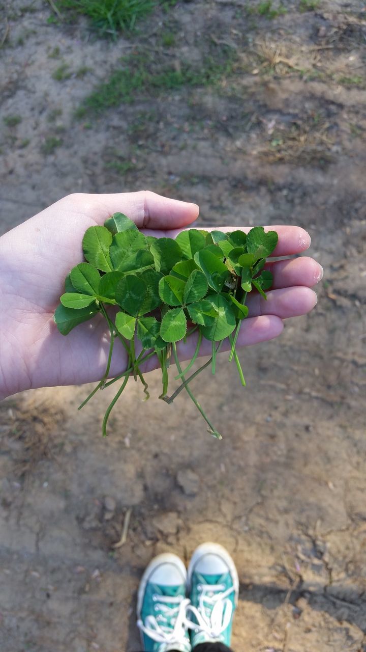 CLOSE-UP OF PERSON HAND HOLDING LEAF