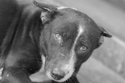 Close-up portrait of a dog