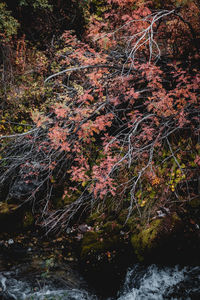 Trees growing in forest during autumn